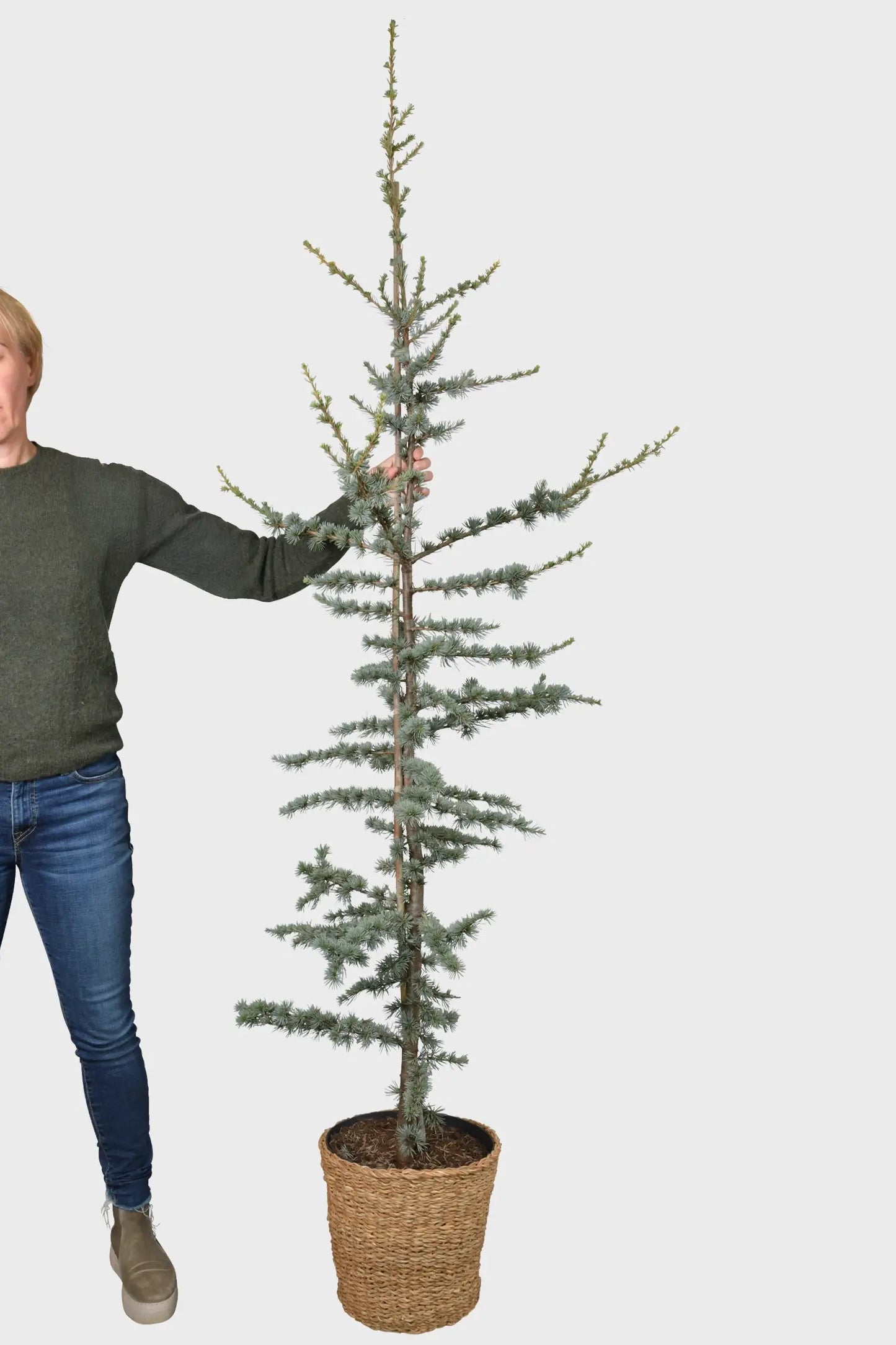 XXL Zeder Weihnachtsbaum im Topf, 150-160cm