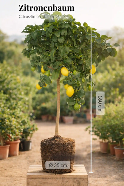 XXXL Zitronenbaum 160cm