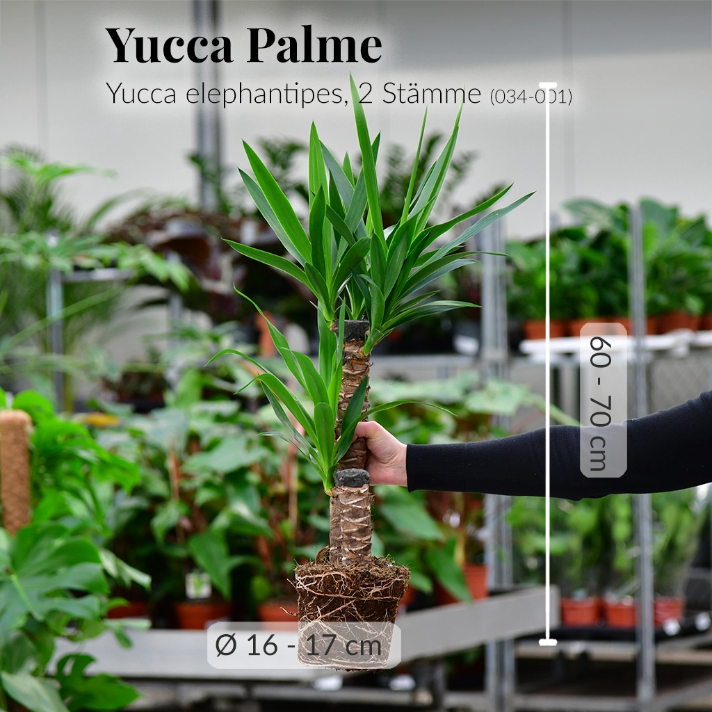 Yucca Palme