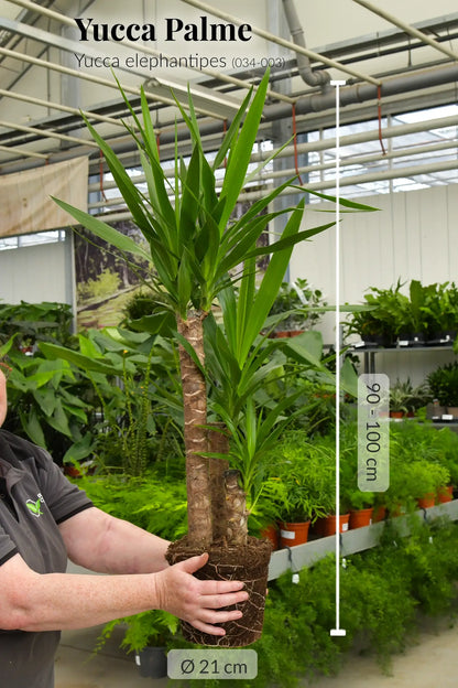 Frische Yucca Pflanze mit gesunden Wurzeln direkt beim Gärtner