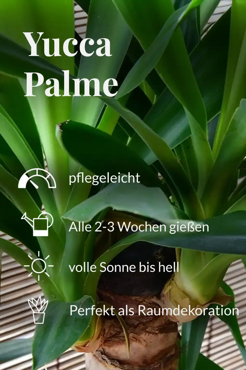 Yucca Palme Pflegehinweise 