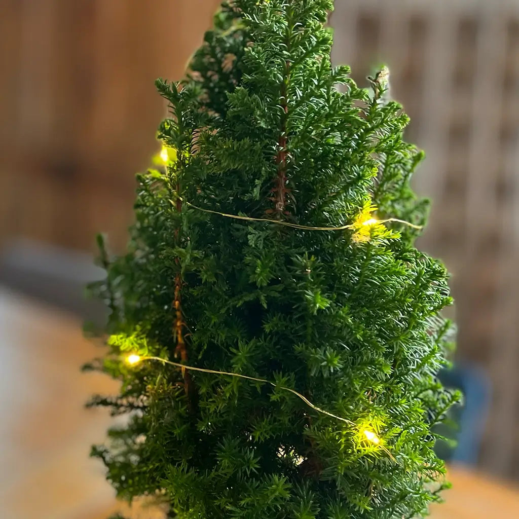 3er Übertopfset 3S Seegraskorb mit Lichterketten 10LED