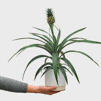 Zierananas No.12