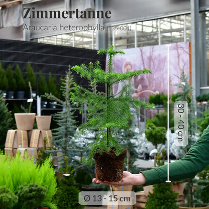 Zwei Zimmertannen