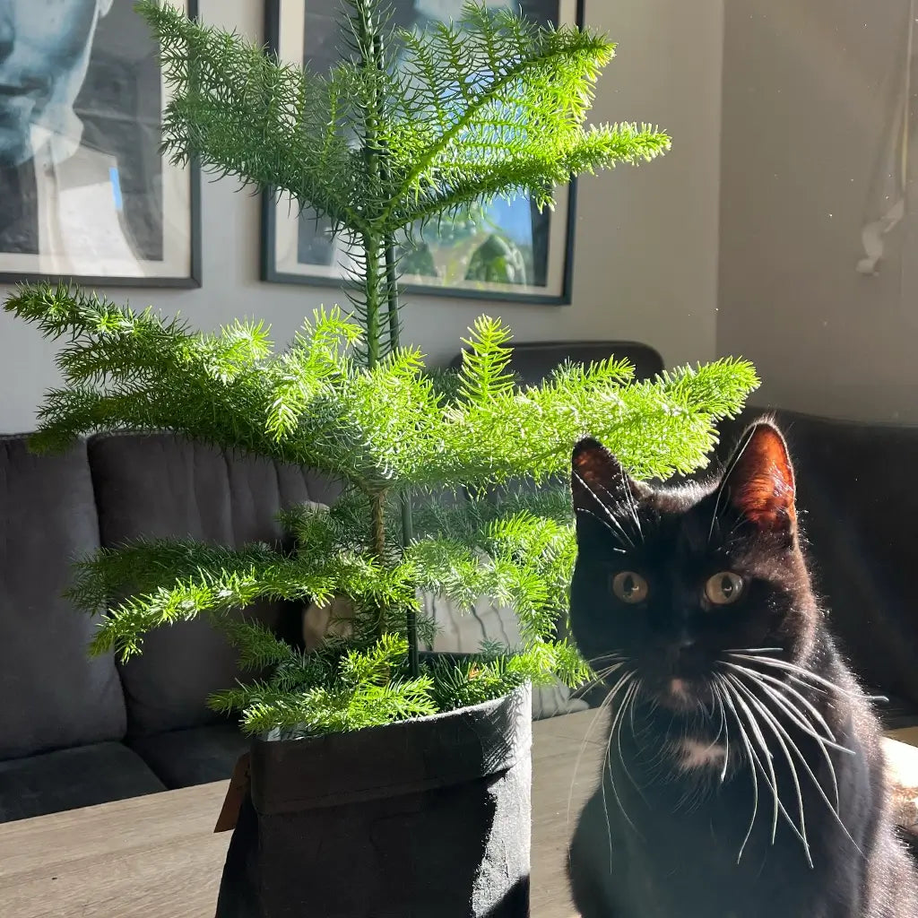 Tierfreundliche Zimmertanne mit Katze