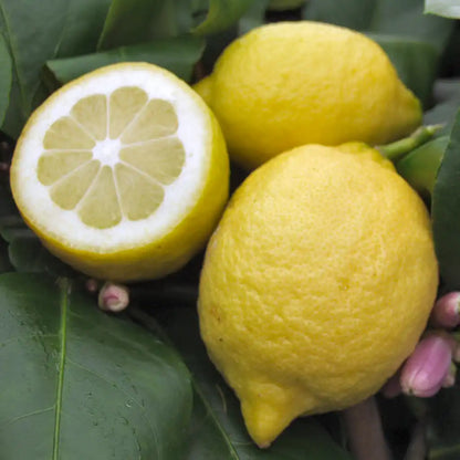 Nahaufnahme von frischen Zitronen vom Zitronenbaum