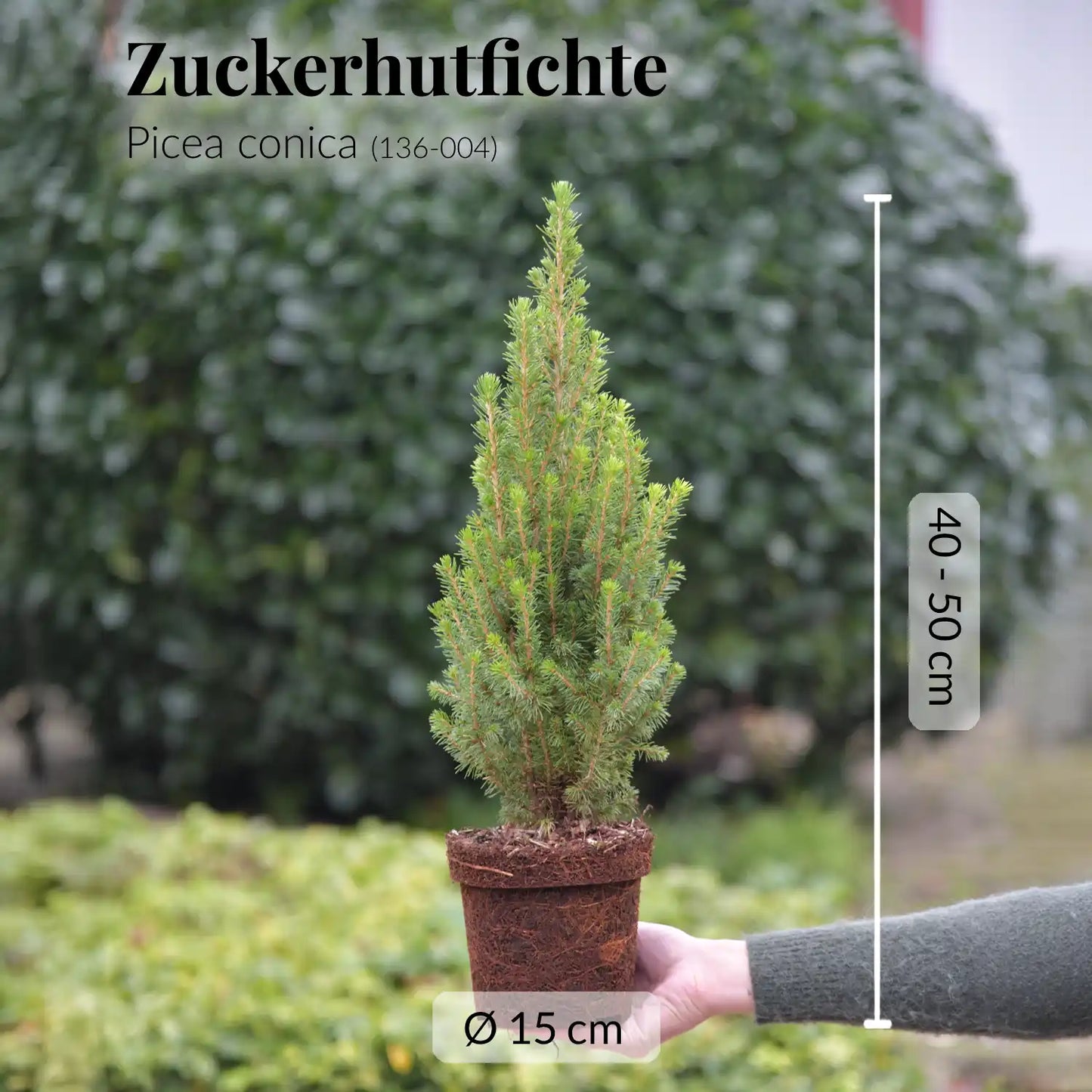 Kleiner Weihnachtsbaum im Topf, 40-50cm