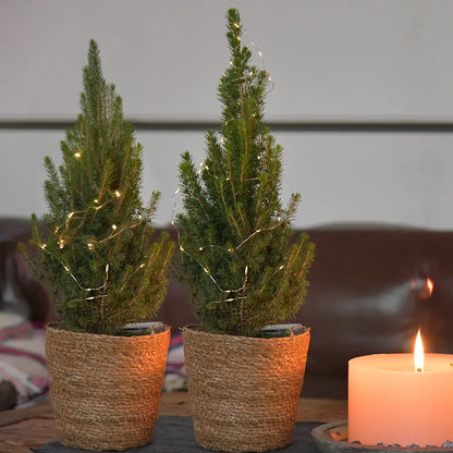 Zwei Weihnachtsbaum-Wichtel