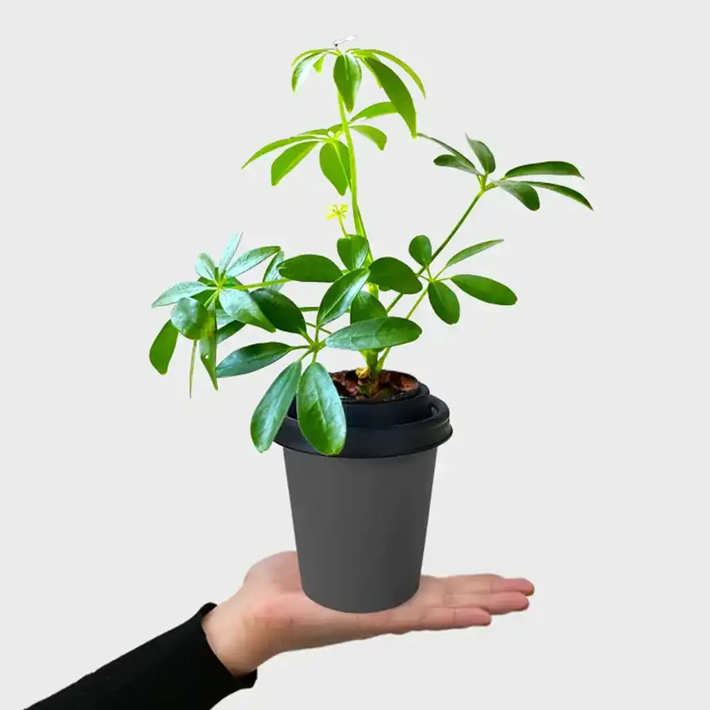 Mix & Match ggreeno® Tischpflanzen
