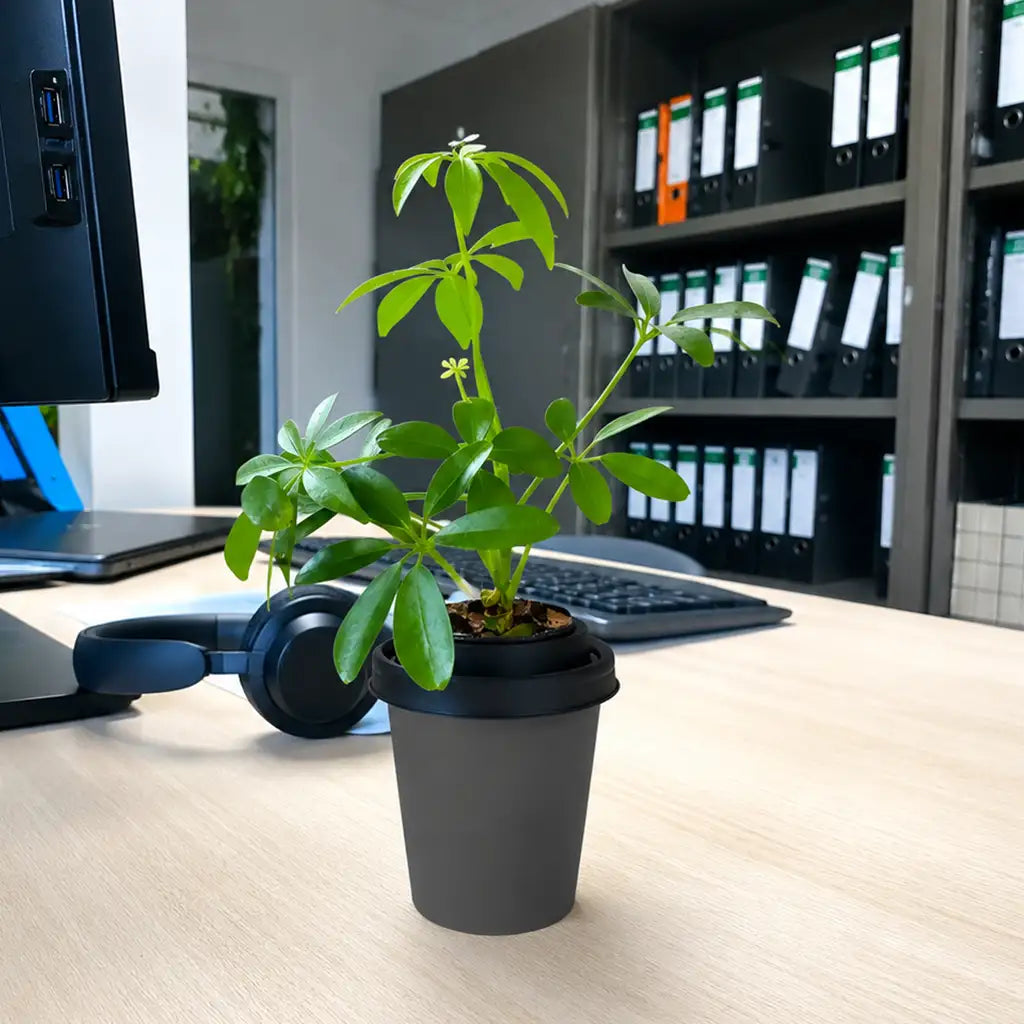 ggreeno® Aralie in Quarz