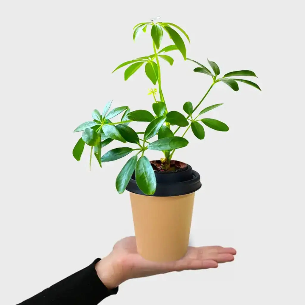 ggreeno® Aralie in Sand