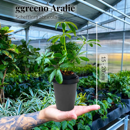 3er Set ggreeno®