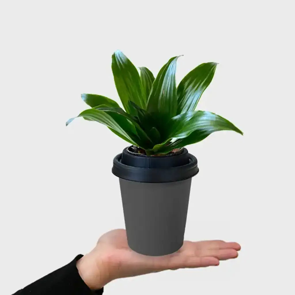 Mix & Match ggreeno® Tischpflanzen