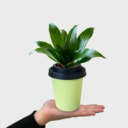 Mix & Match ggreeno® Tischpflanzen