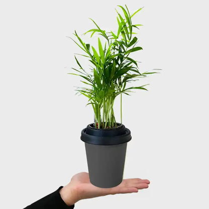 ggreeno® Palme in Quarz