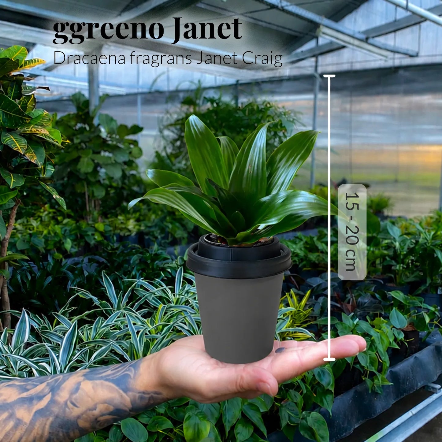 3er Set ggreeno®