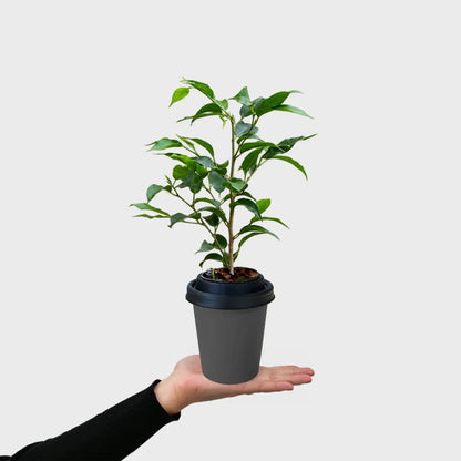 ggreeno® Ficus in Quarz