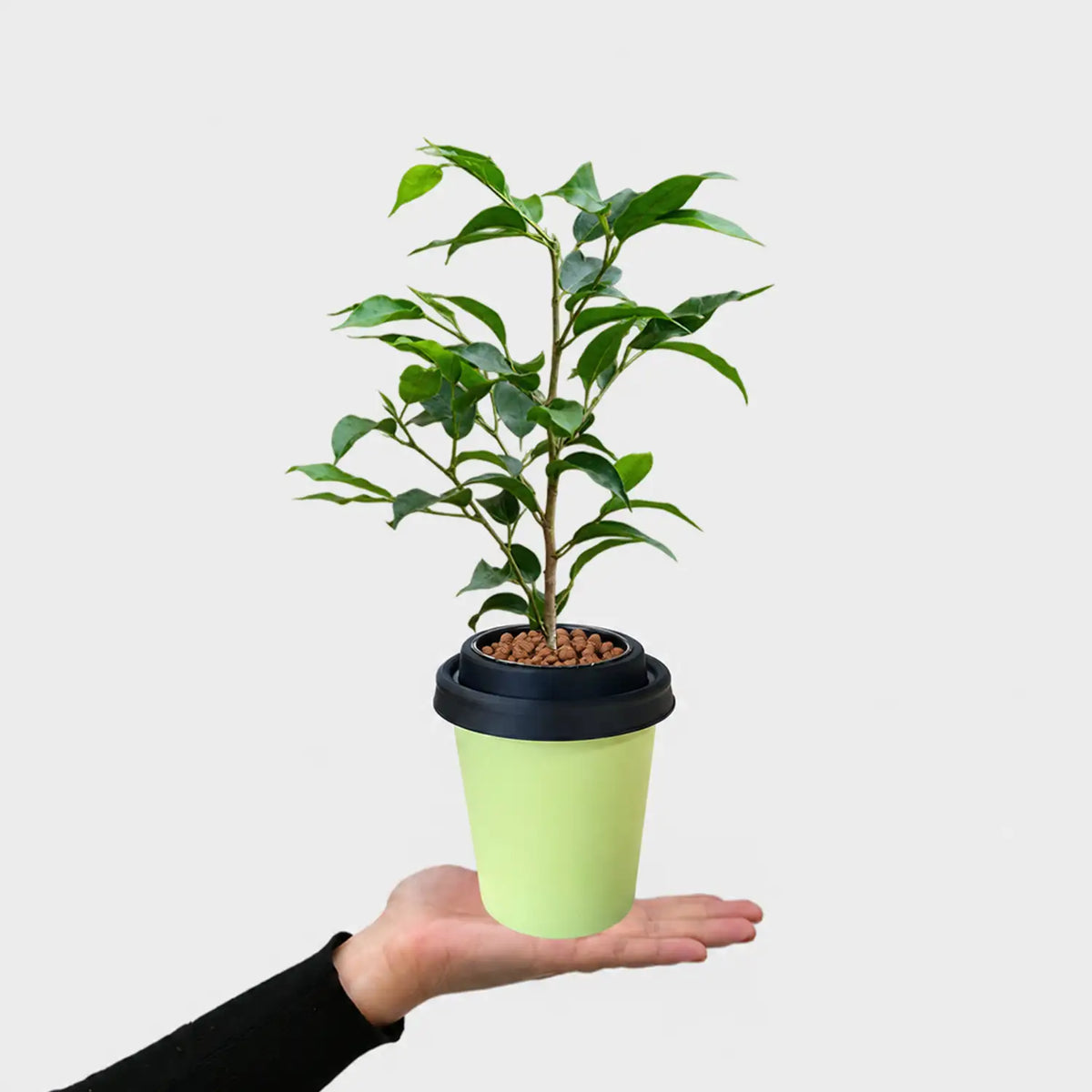 ggreeno® Ficus in Salbei