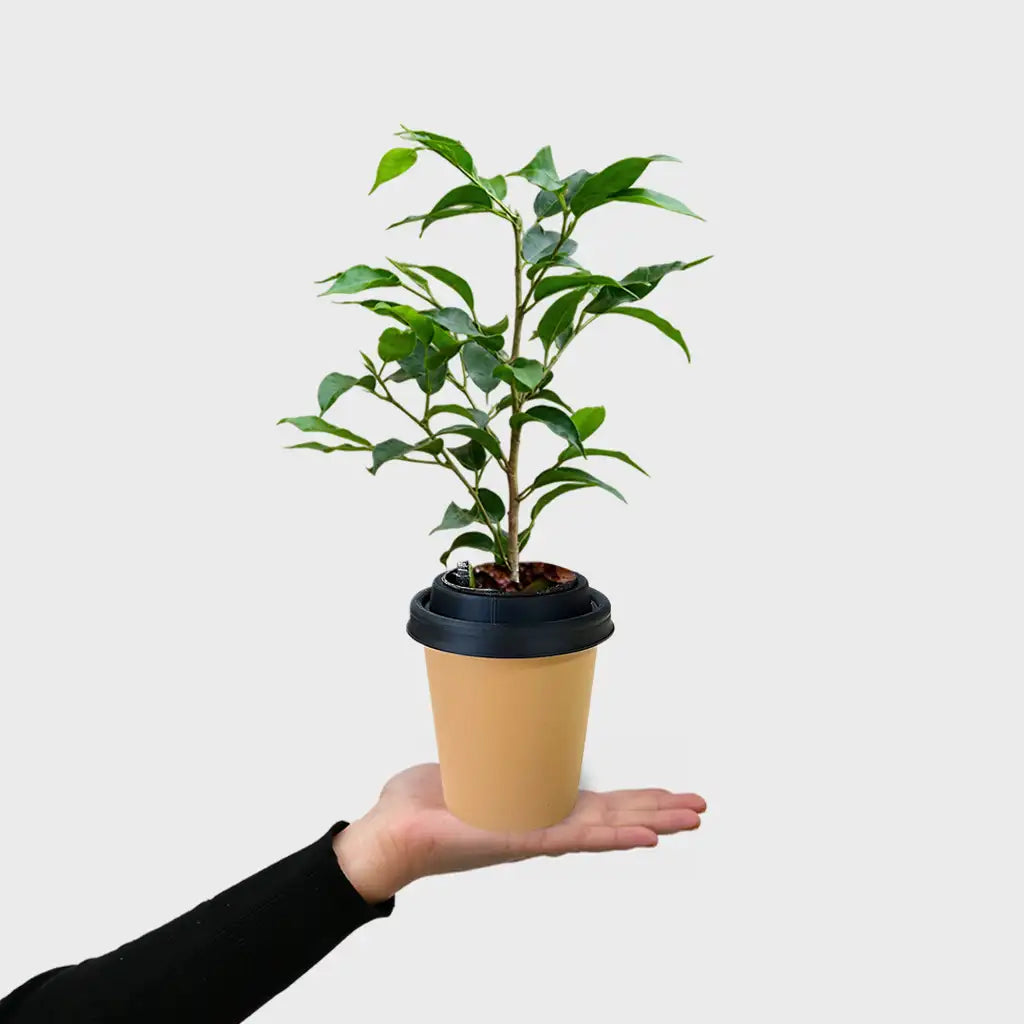 ggreeno® Ficus in Sand