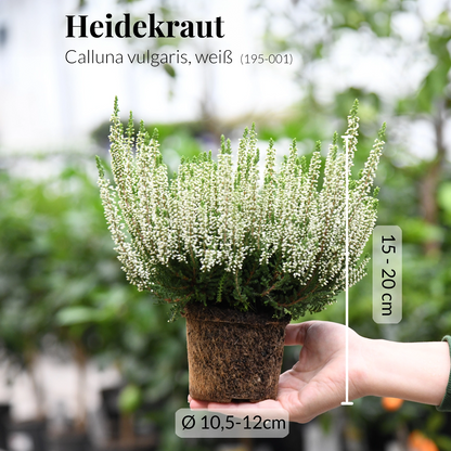 Calluna in Weiß