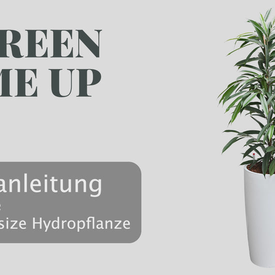 Pflanzanleitung für Büropflanzen in Hydrokultur in runder, weißer Vase Pflanzgefäß