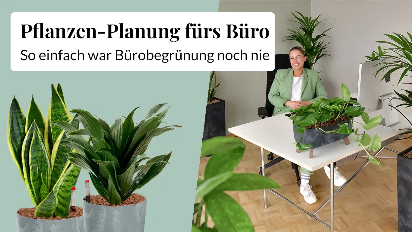 Video laden: Palettenlieferung Hydrokulturpflanzen, Bürobegrünung schnell, einfach und unkompliziert, 