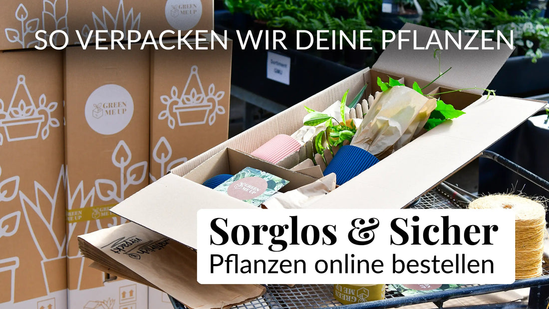 So verpacken wir unsere Pflanzen, damit sie sicher bei dir ankommen