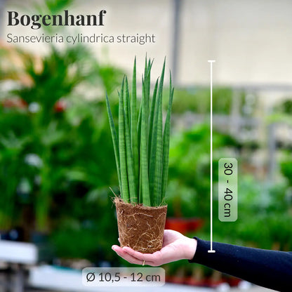 SPECIAL OFFER 2er Set Bogenhanf Cylindrica