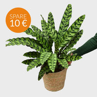 Calathea Lancifolia