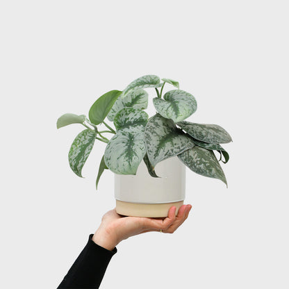 Silber Gefleckte Efeutute