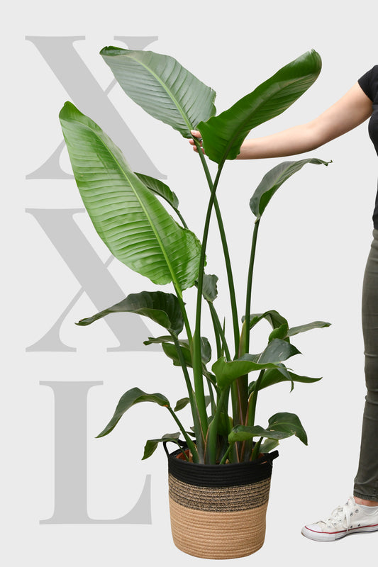 SPECIAL OFFER XXL Strelitzie 150-160cm