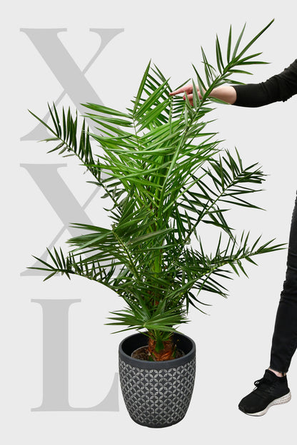 XXL Dattelpalme, 140-150cm