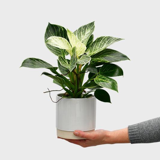 Philodendron White Wave