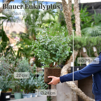 Loft Pflanzkübel Set Duftender Eukalyptus