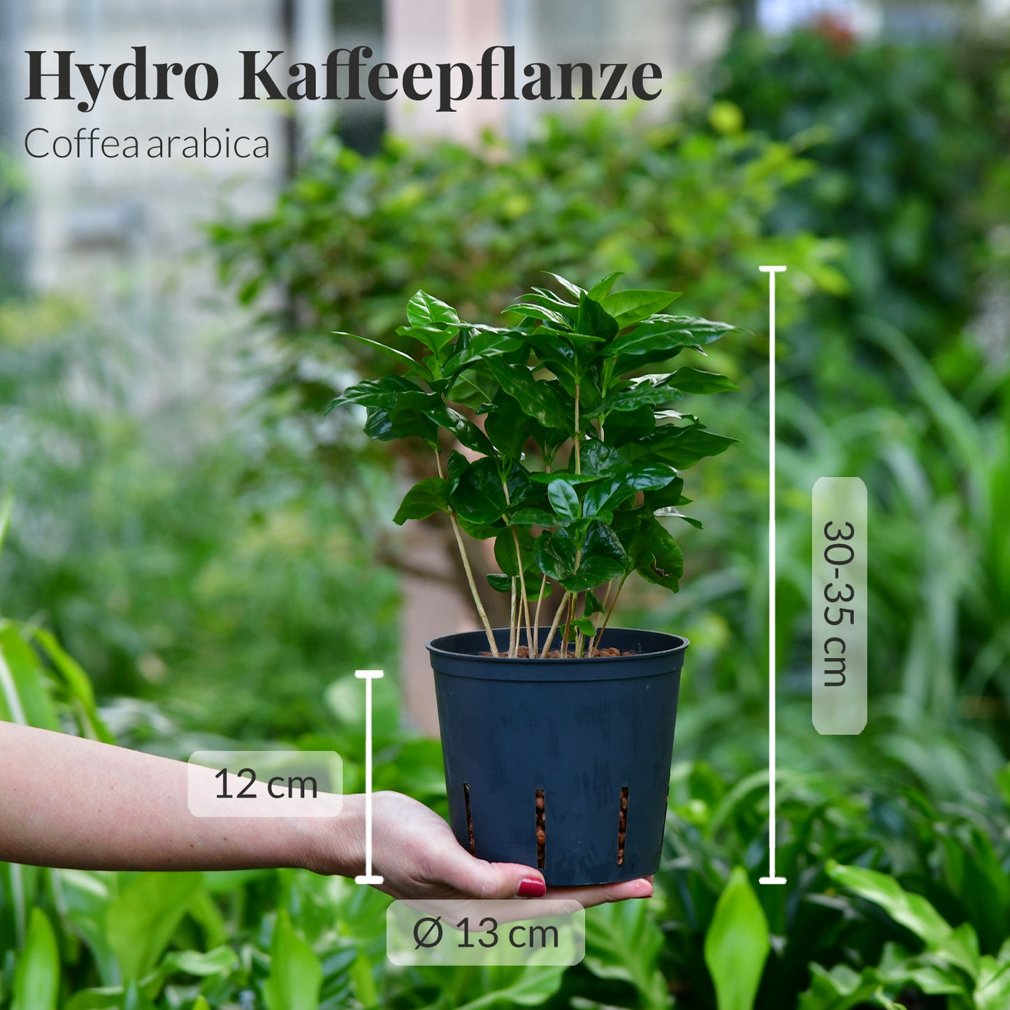 Hydro Kaffeepflanze