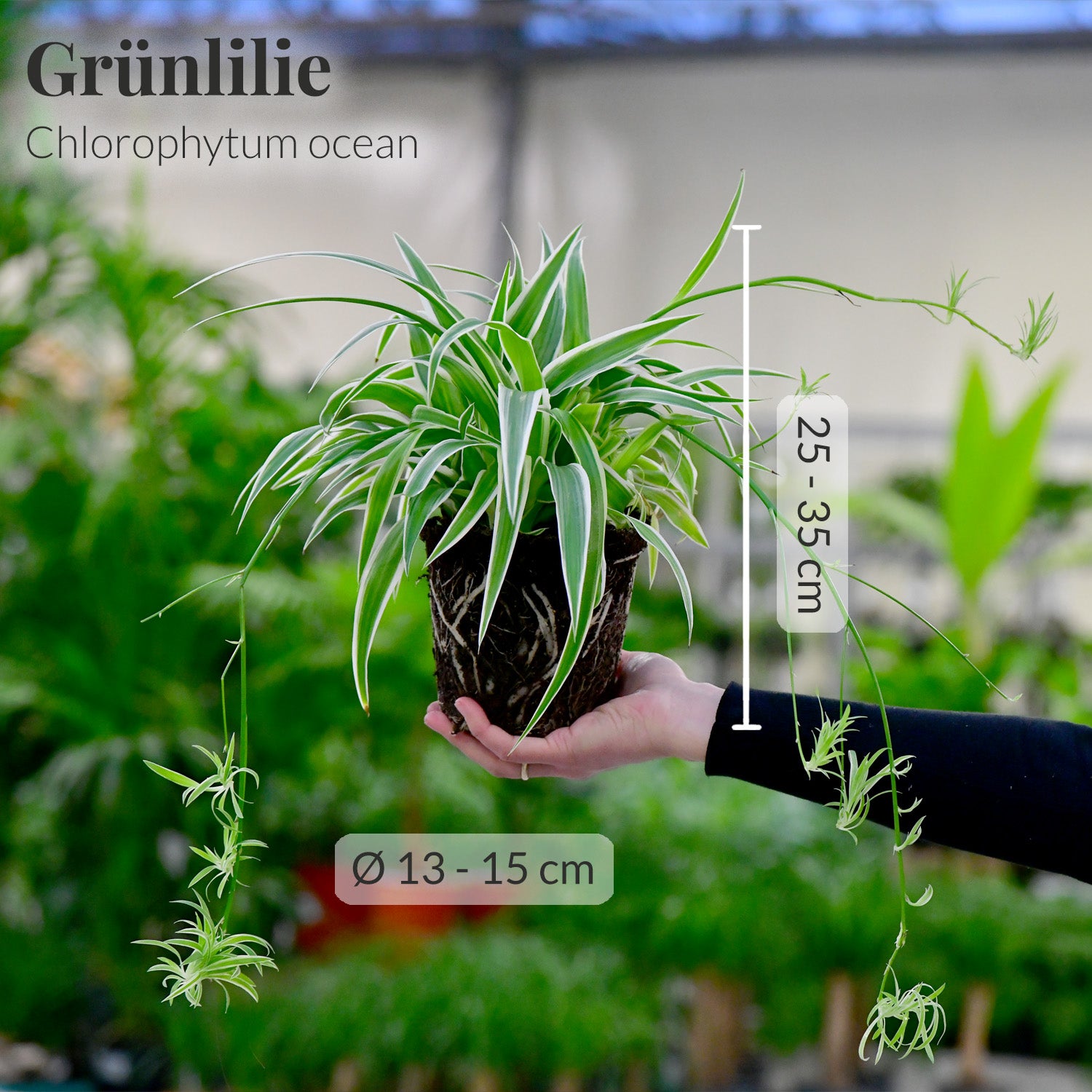 Grünlilie/Chlorophytum mit Maßangaben frisch vom Gärtner