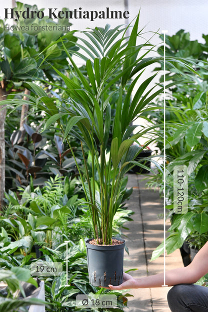 Hydro Kingsize Kentia Palme 110-120cm