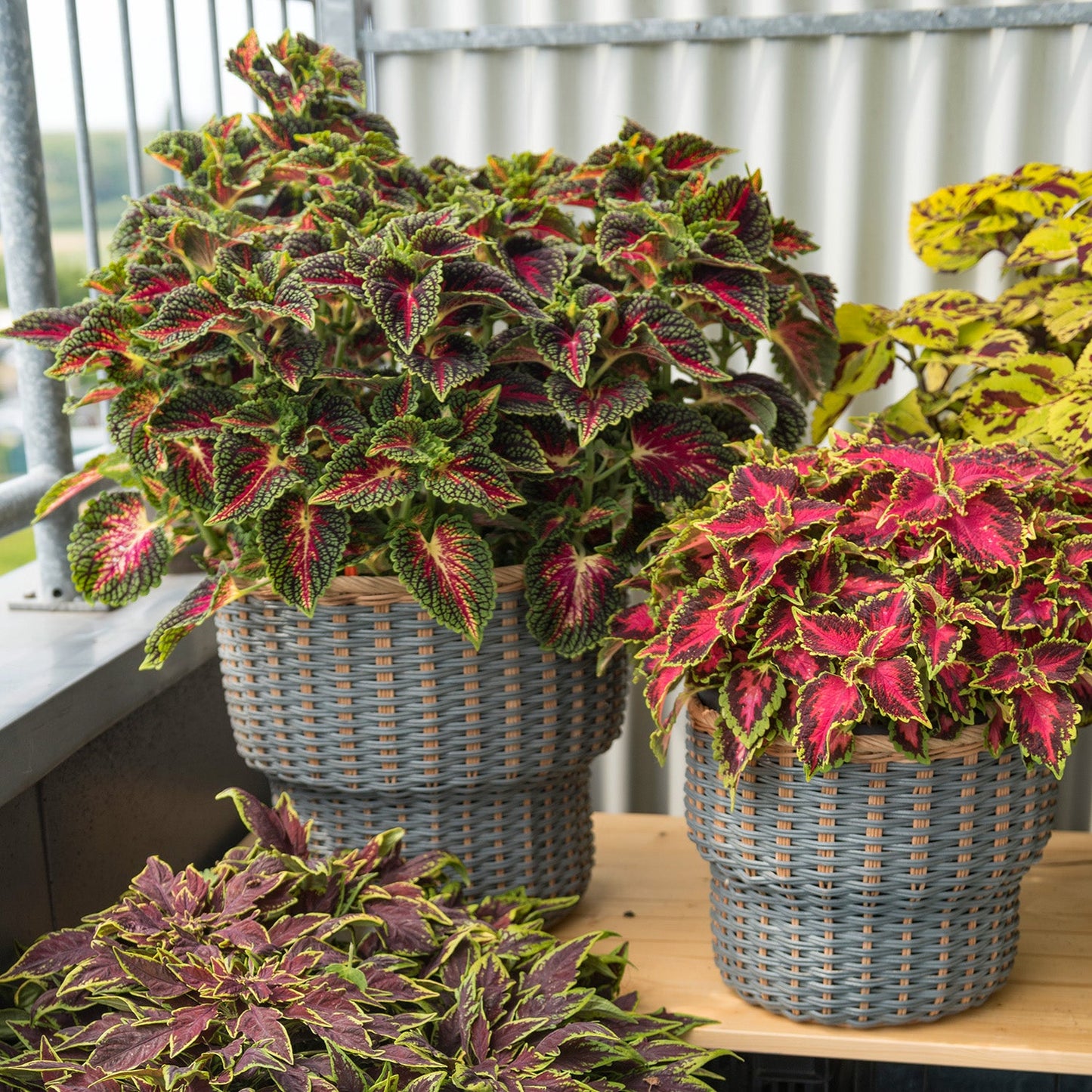 5 + 1 Coleus Jungle