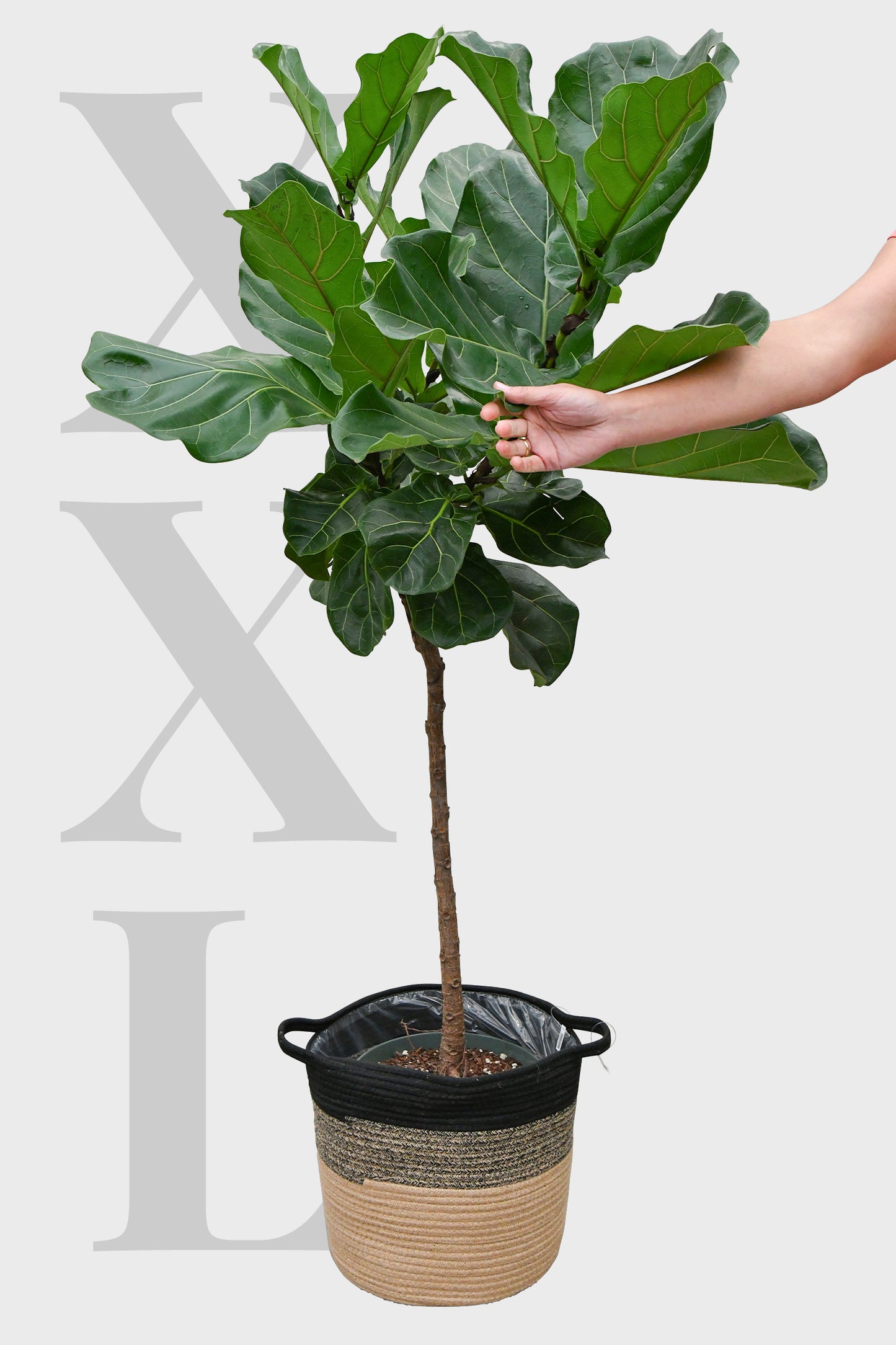 XXL Geigenfeigen-Baum 130-140cm