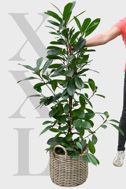 XXL Afrikanischer Feigenbaum 130-140cm