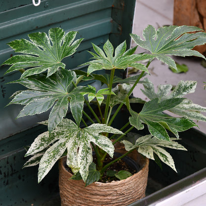 Balkon Grünpflanze Fatsia Spider