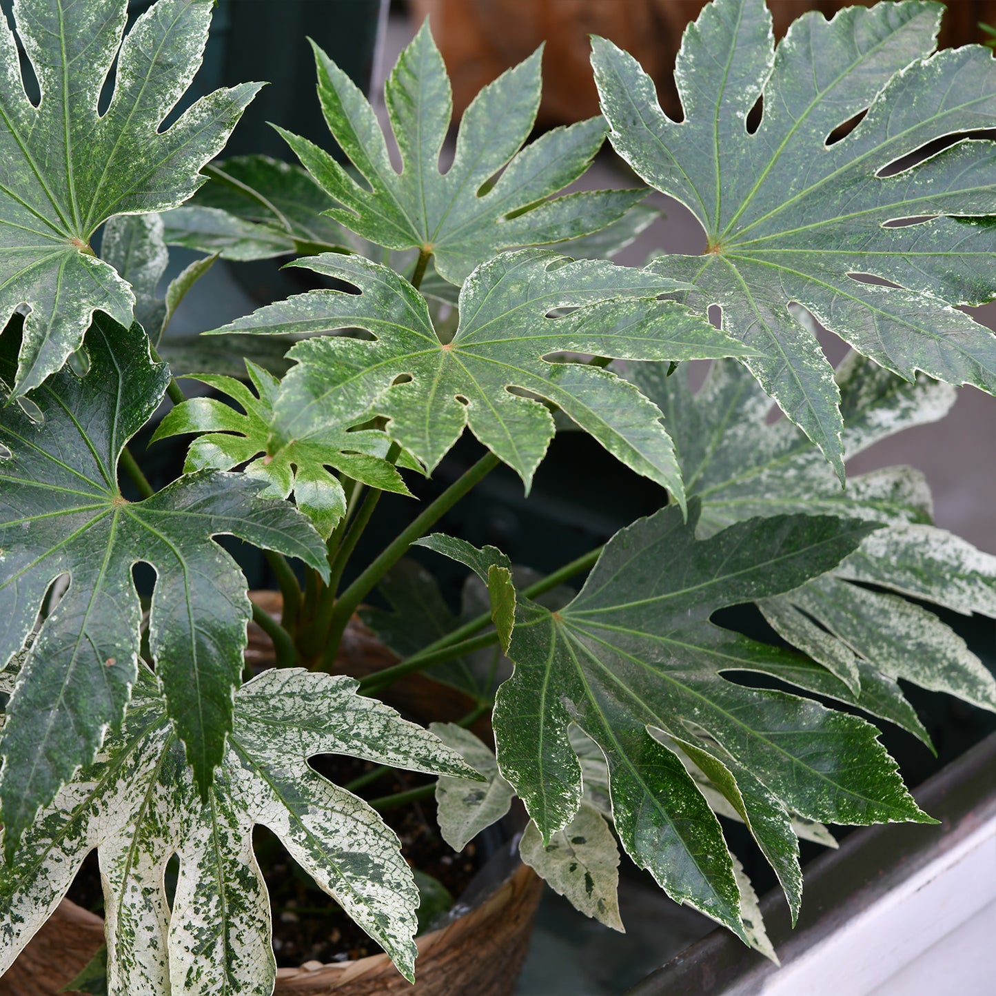 Balkon Grünpflanze Fatsia Spider