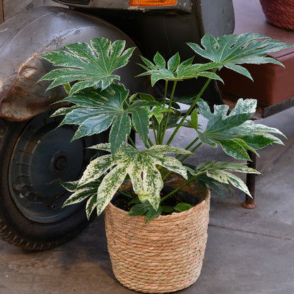 Balkon Grünpflanze Fatsia Spider