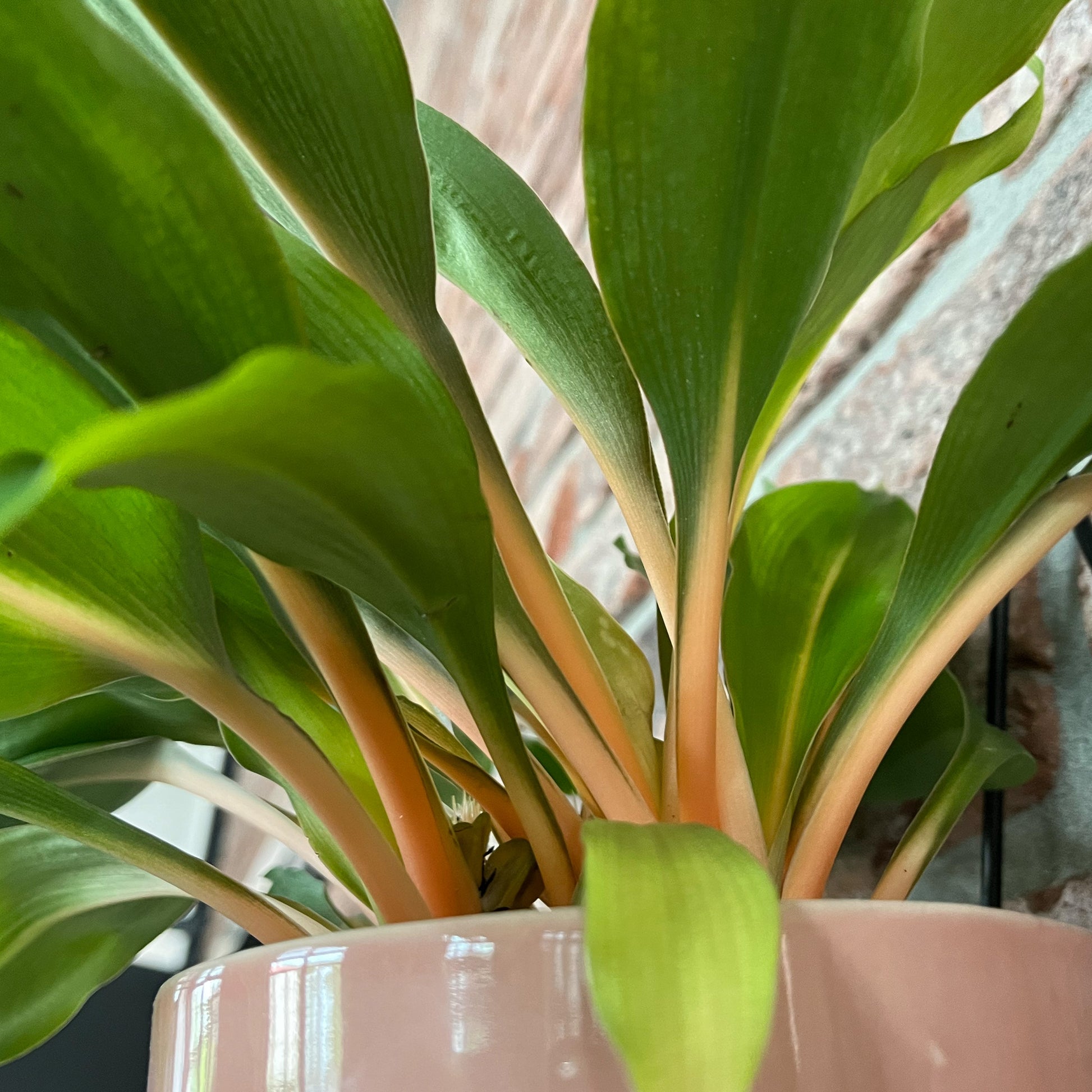 Detailbild der Stiele: Chlorophytum Fire Flash
