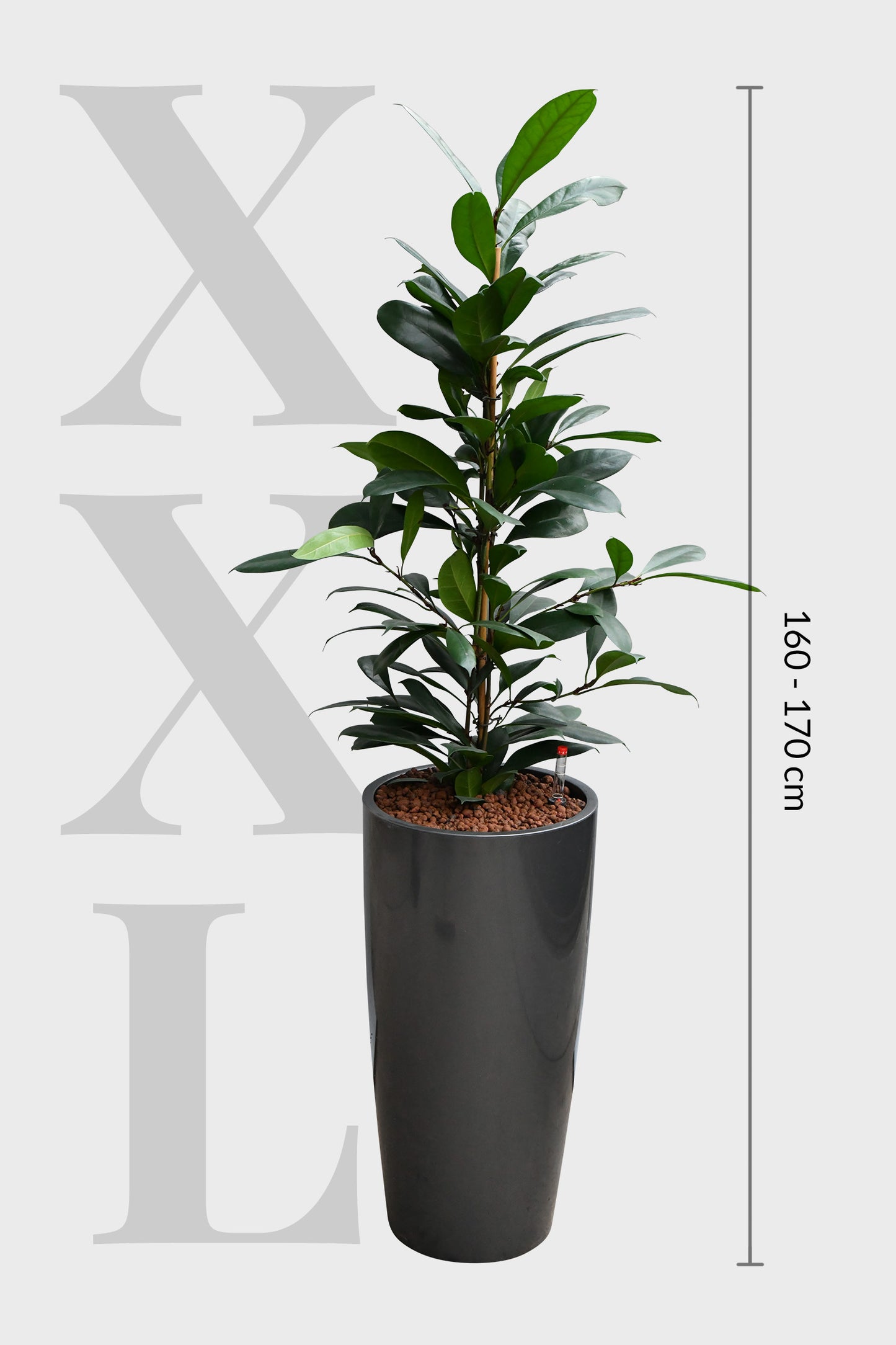 HYDRO SET XL Büropflanze Afrikanischer Feigenbaum mit klassischer Vase