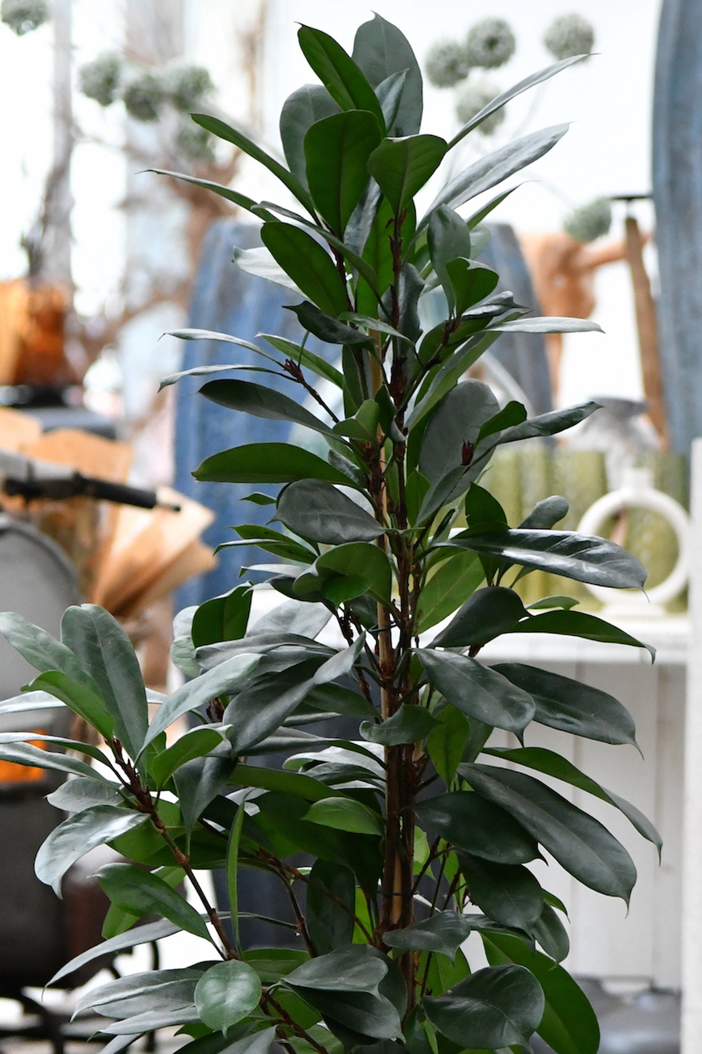 HYDRO SET XL Büropflanze Afrikanischer Feigenbaum mit klassischer Vase