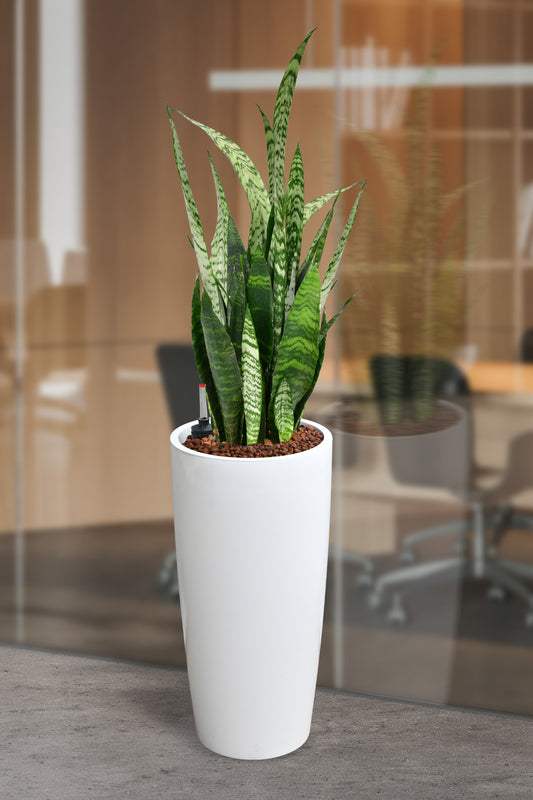 HYDRO SET XL Büropflanze Bogenhanf mit klassischer Vase