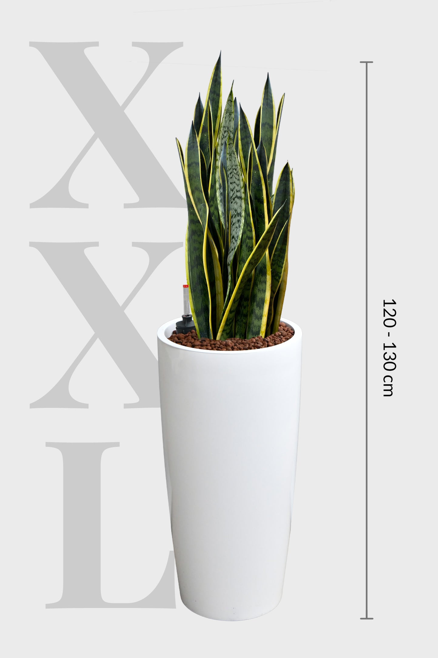 HYDRO SET XL BÜROPFLANZE Sansevieria mit klassischer Vase