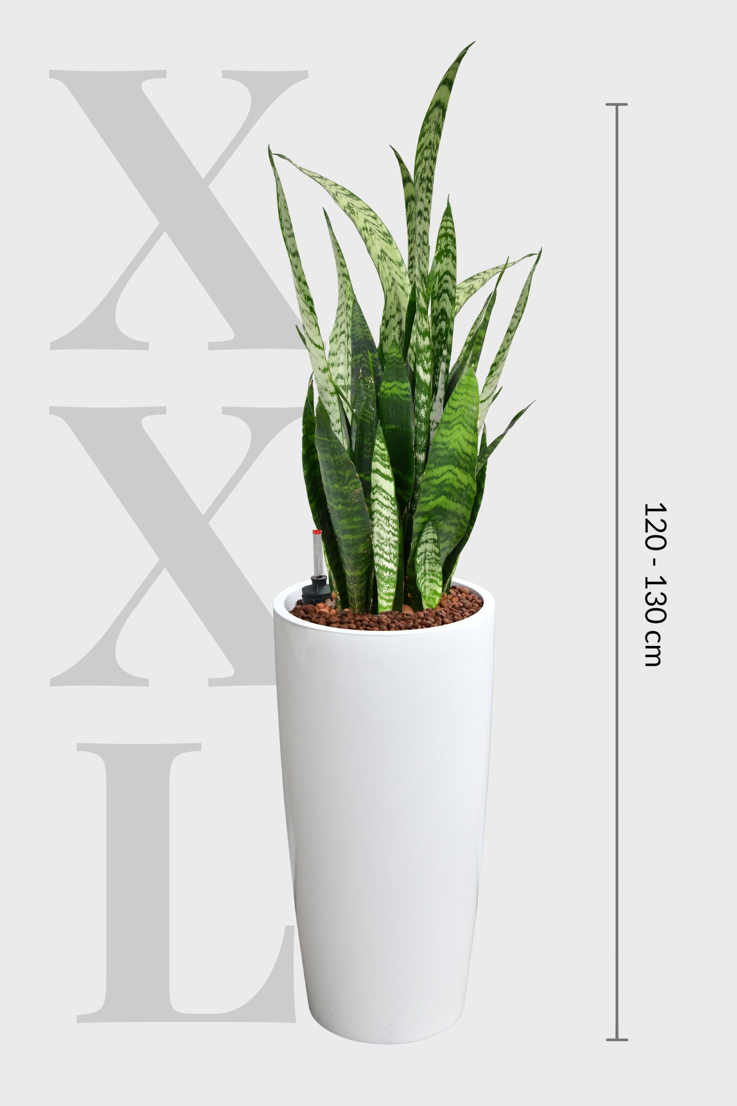 HYDRO SET XL Büropflanze Bogenhanf mit klassischer Vase
