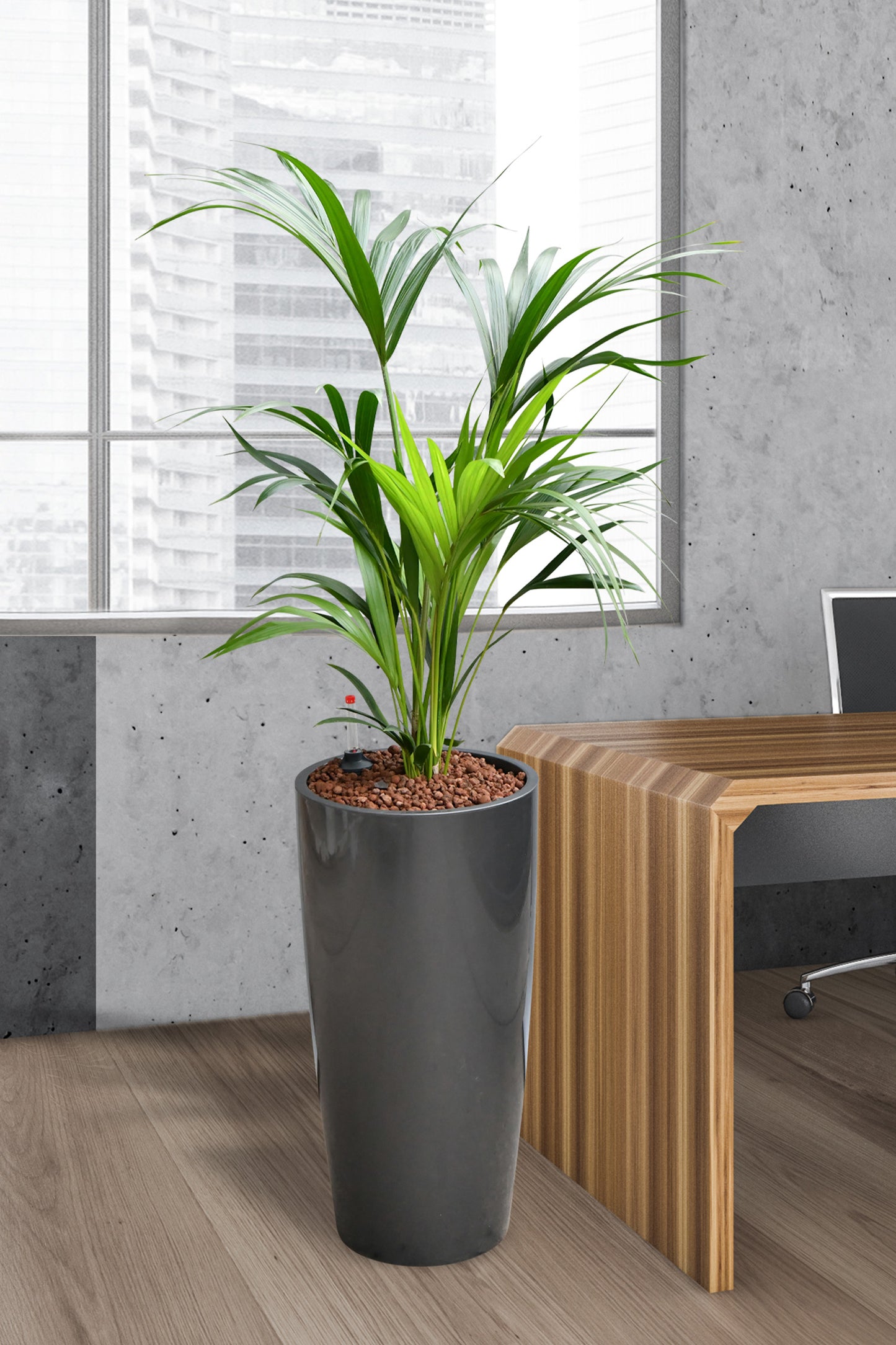 HYDRO SET XL BÜROPFLANZE Kentia Palme mit klassischer Vase, 160-170cm